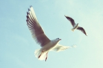 Flying birds